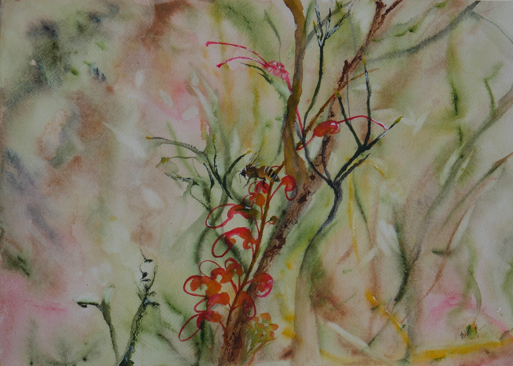 69164a62e1b8ea140711df10_grevillea-oasis_1772781631042.jpg