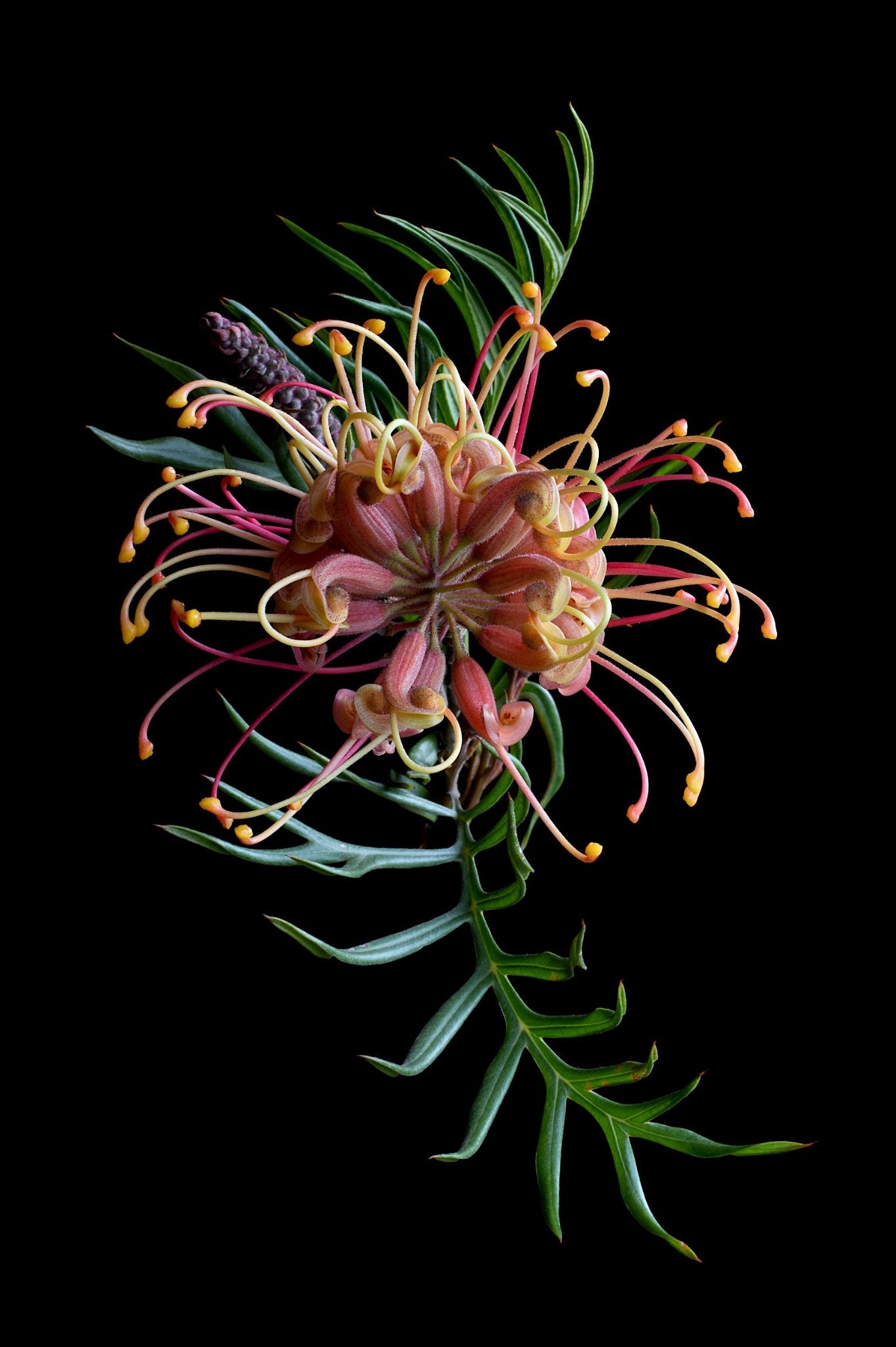 69164a62e1b8ea140711df10_grevillea-superb-print-colourful-botanical-wall-art-floral-still-life-artwork-photography-by-nadia-culph_1781940389564.jpg
