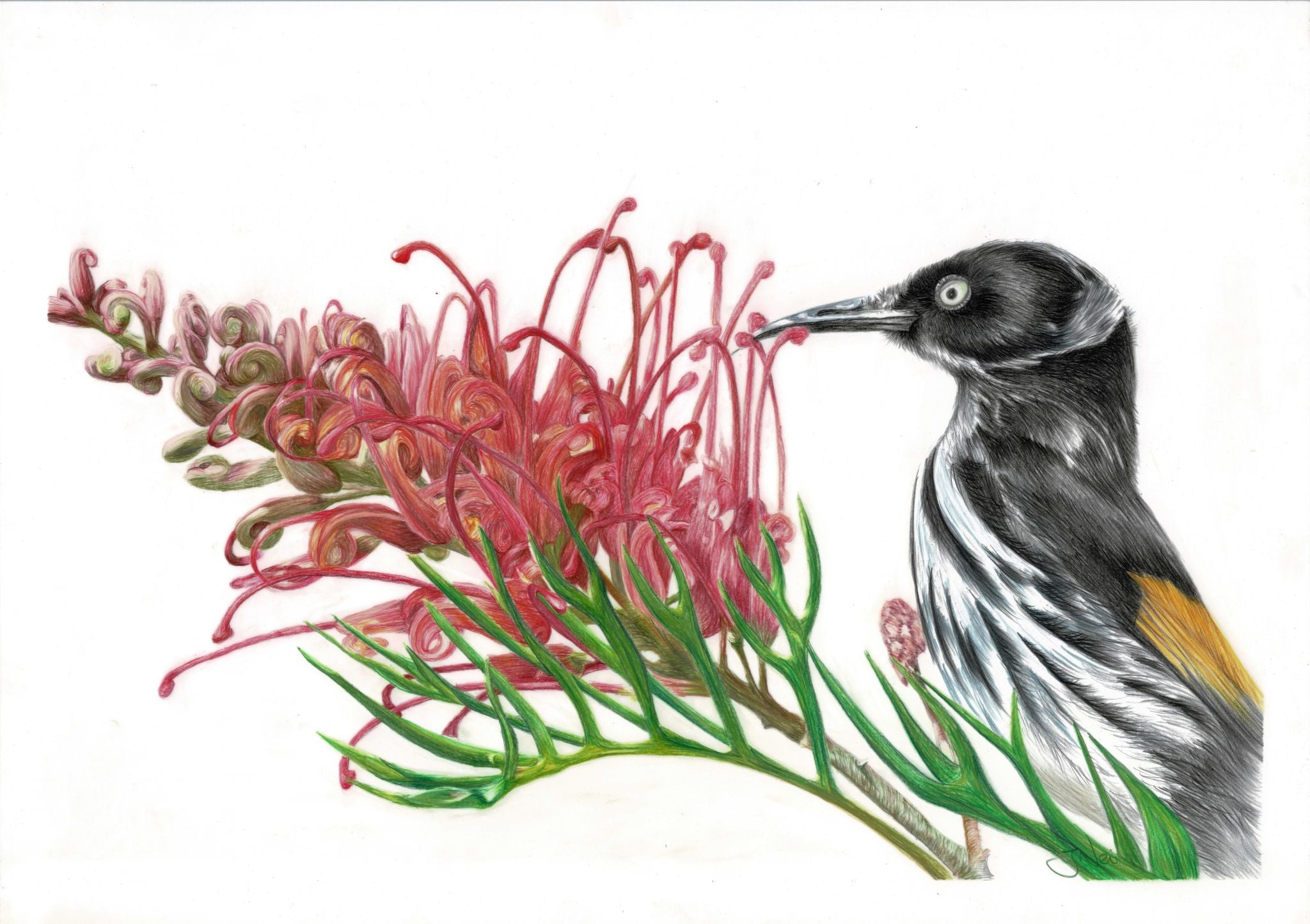69164a62e1b8ea140711df10_honey-eater_1767328917819.jpg