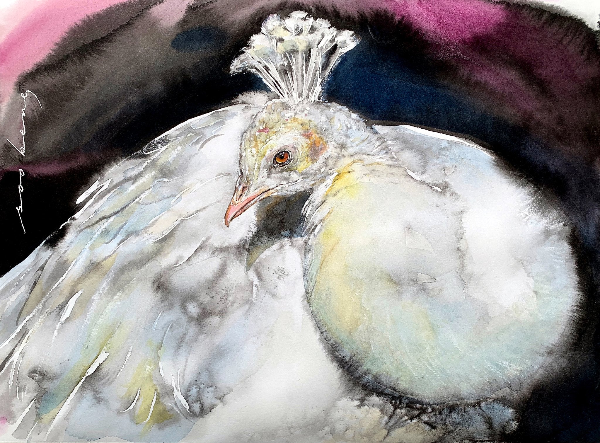 69164a62e1b8ea140711df10_ivory-peacock_1782380867752.jpg
