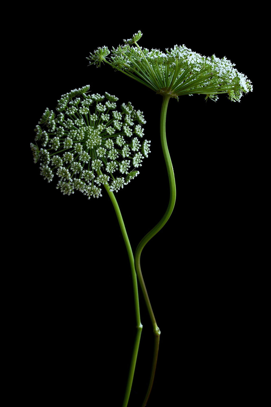 69164a62e1b8ea140711df10_khella-botanical-wall-art-plant-still-life-photography-print-by-nadia-culph_1782106712355.jpg