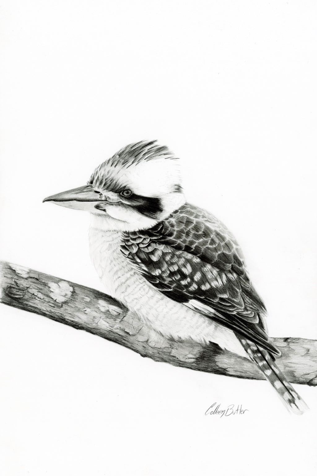 69164a62e1b8ea140711df10_king-of-bush-scanned_1787564023782.jpg