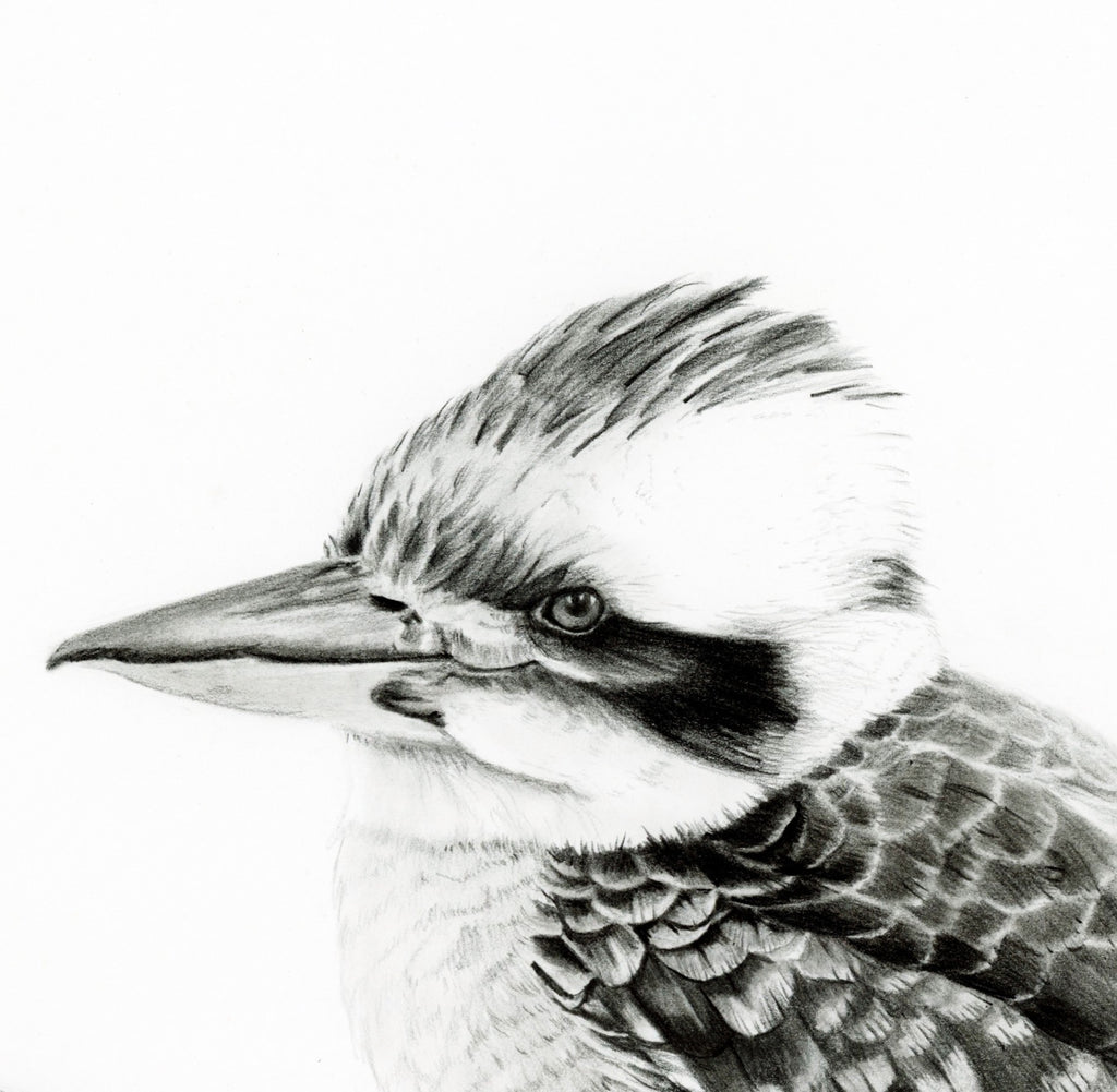 69164a62e1b8ea140711df10_king-of-the-bush-close-up_1787564023782.jpeg