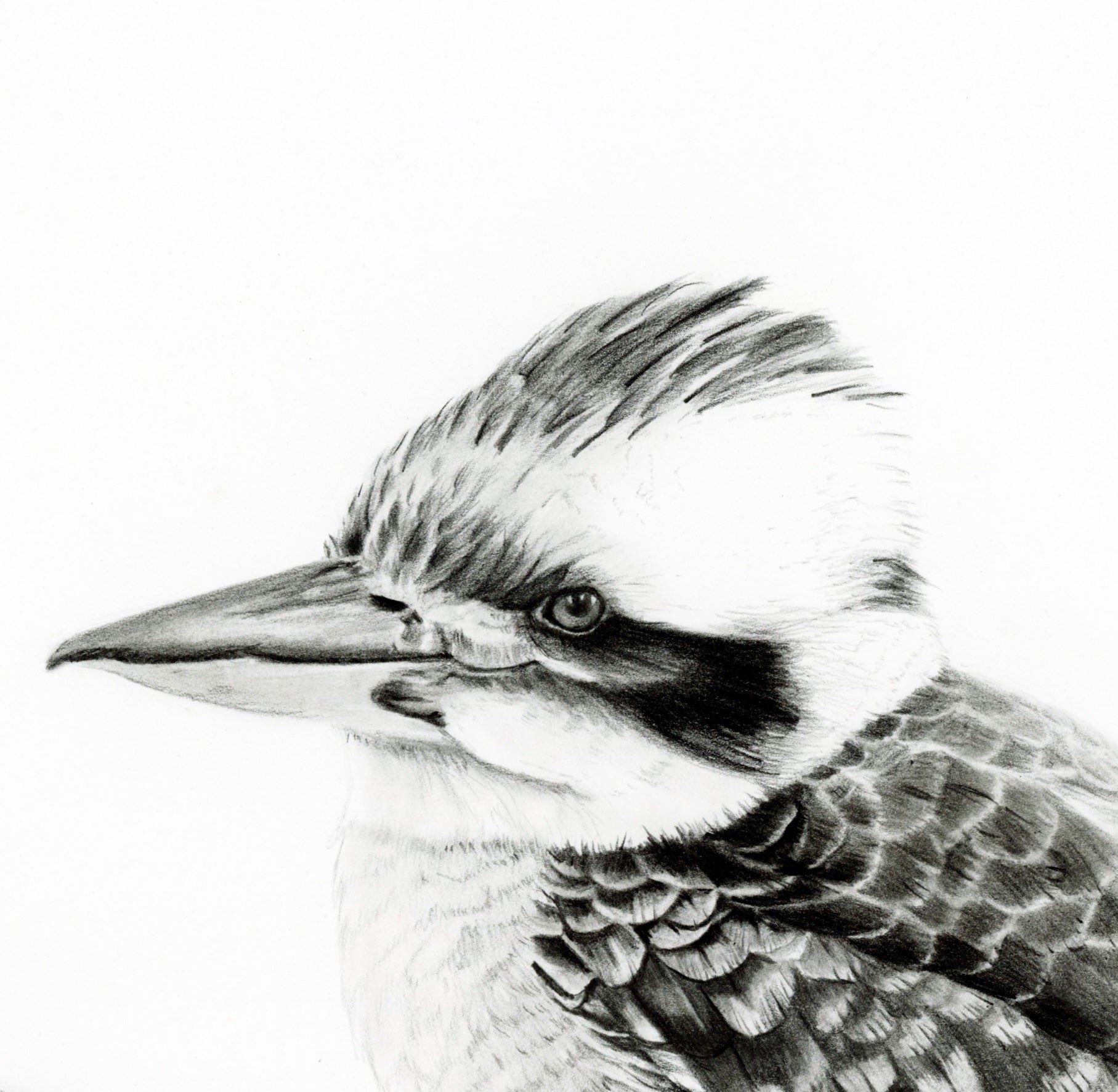 69164a62e1b8ea140711df10_king-of-the-bush-close-up_1787564023782.jpeg