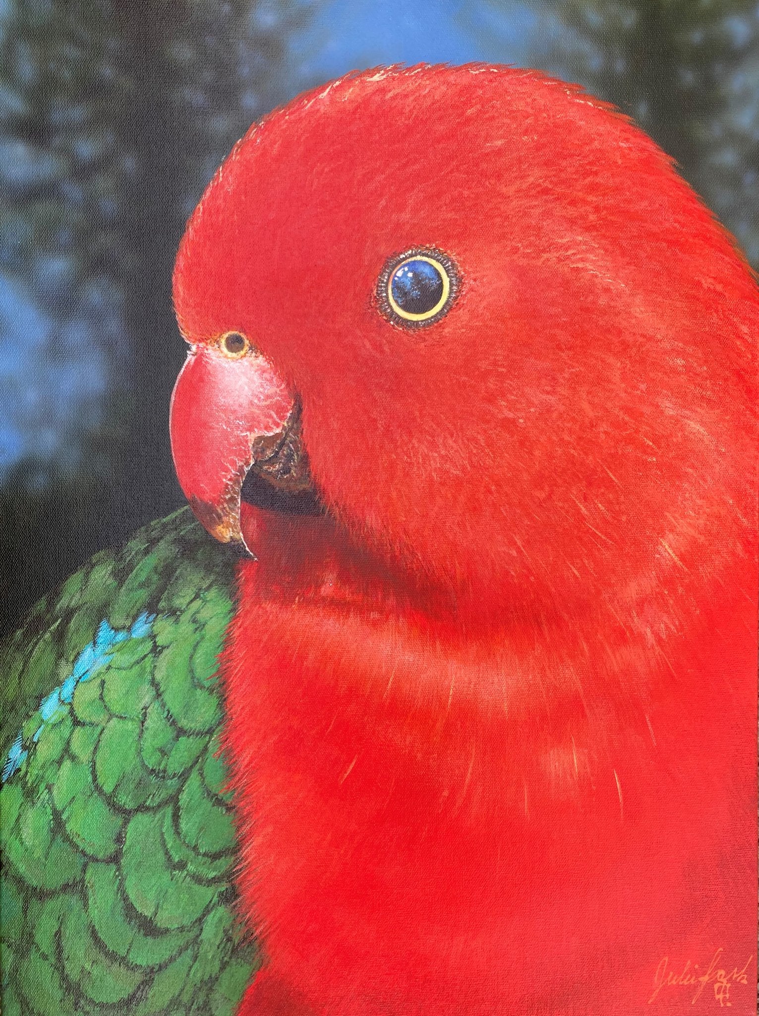 69164a62e1b8ea140711df10_king-parrot-bunya-mountains_1785794089275.jpg