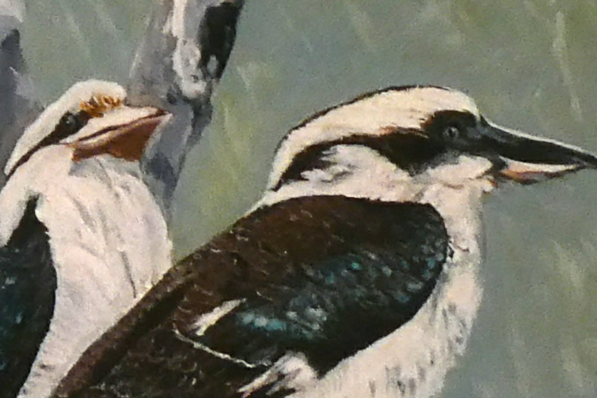 69164a62e1b8ea140711df10_kookaburra-detail_1768439113370.jpg