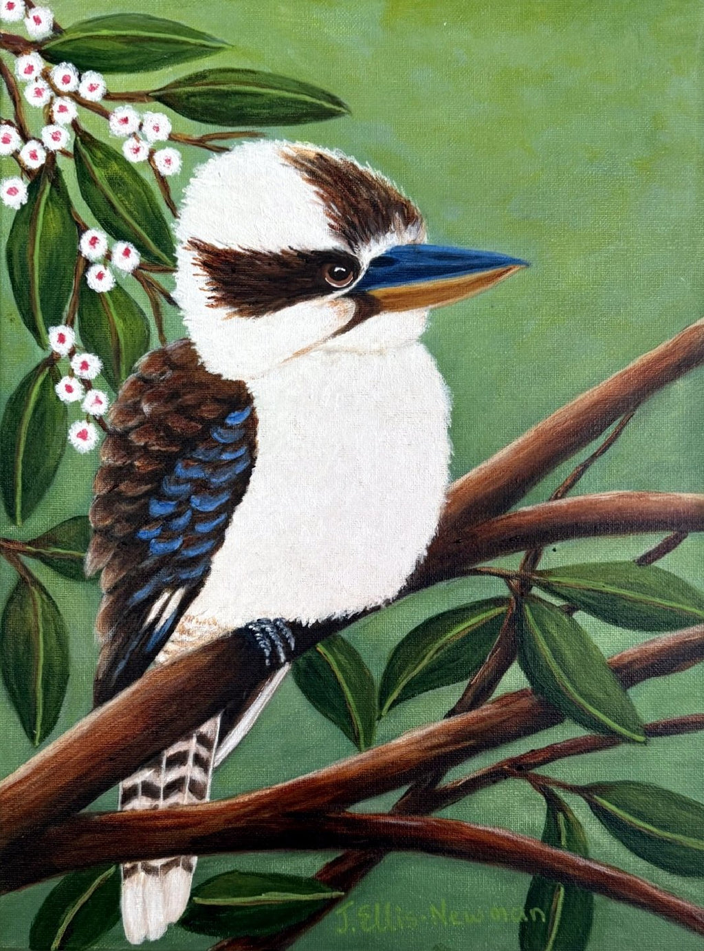 69164a62e1b8ea140711df10_kookaburra-white-flowers_1772092631464.jpg