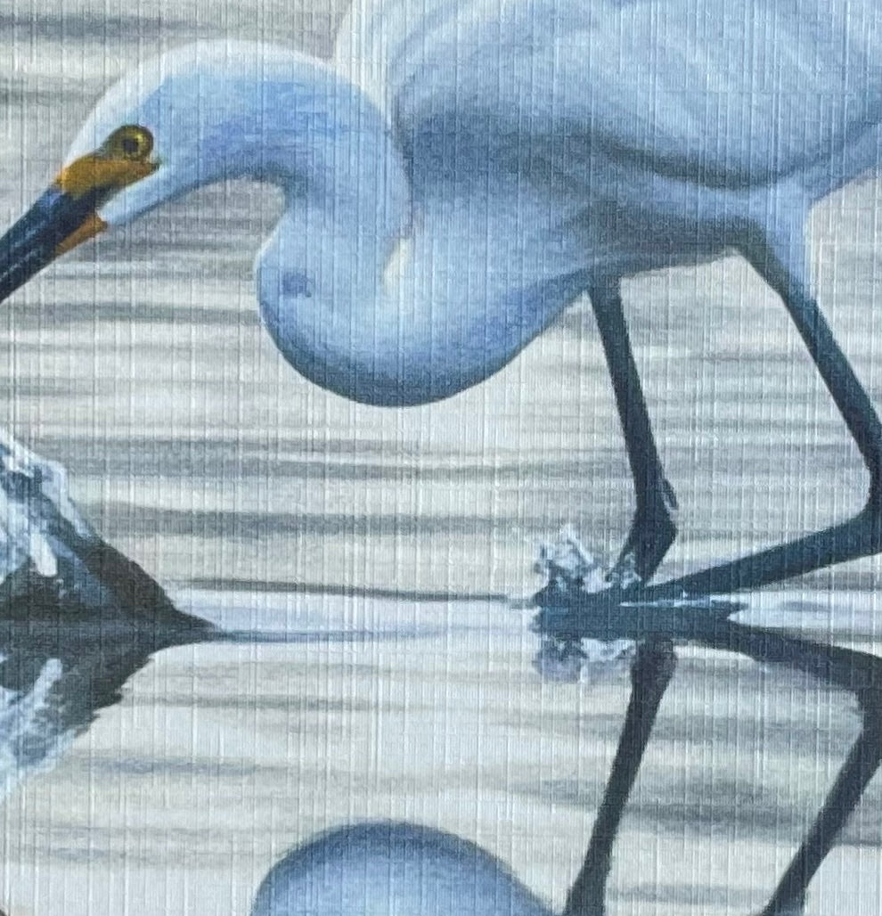 69164a62e1b8ea140711df10_little-egret-coahd-closeup_1782179735418.jpeg