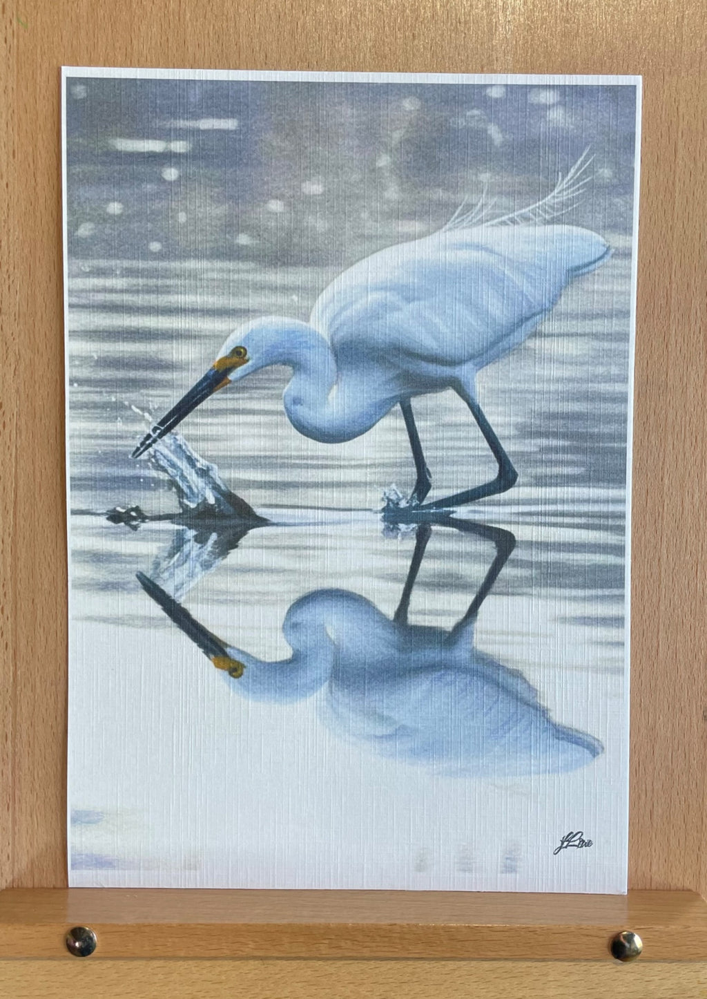 69164a62e1b8ea140711df10_little-egret-coahd-preview_1782179735416.jpeg