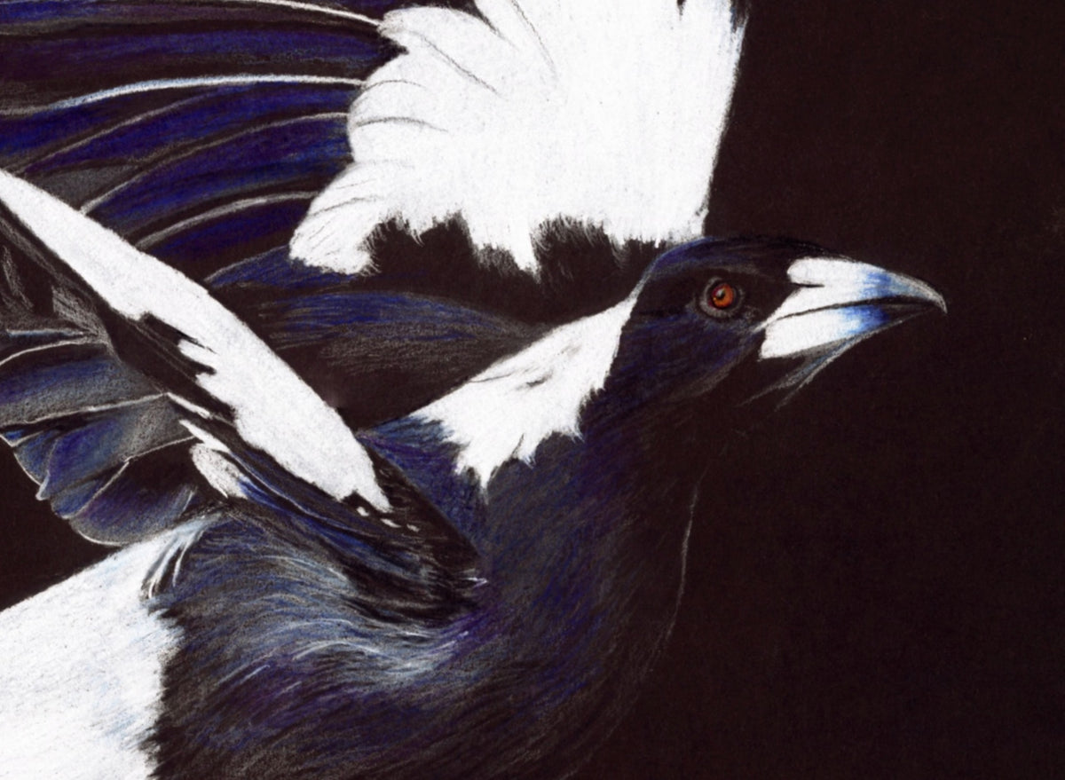 69164a62e1b8ea140711df10_magpie-in-flight-close-up_1790919965160.jpeg