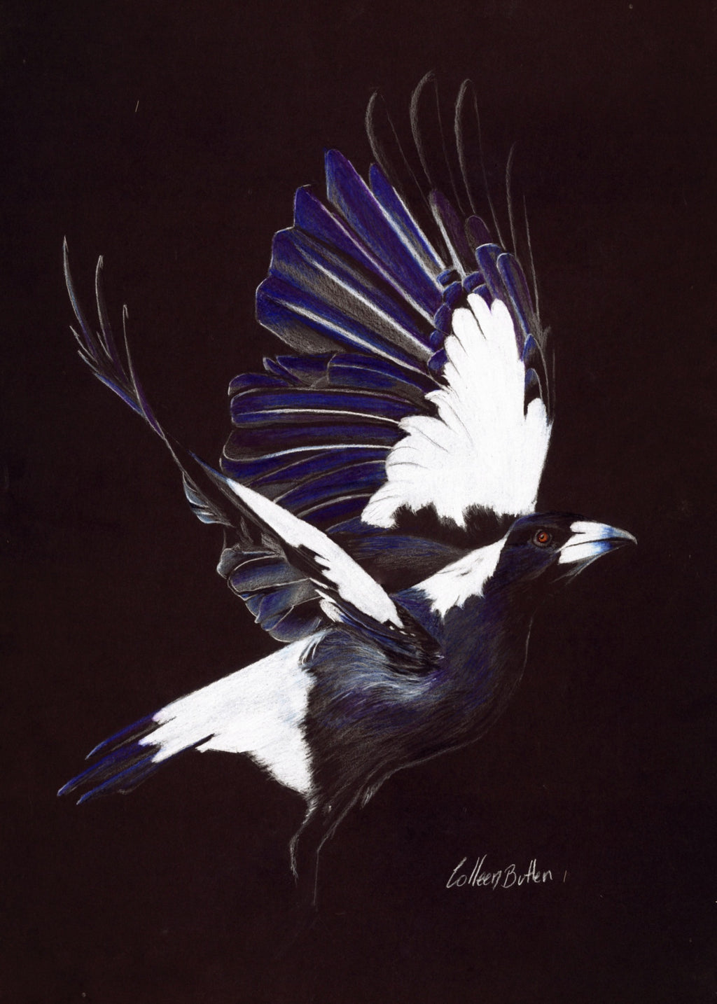 69164a62e1b8ea140711df10_magpie-in-flight-scanned_1790919965160.jpg