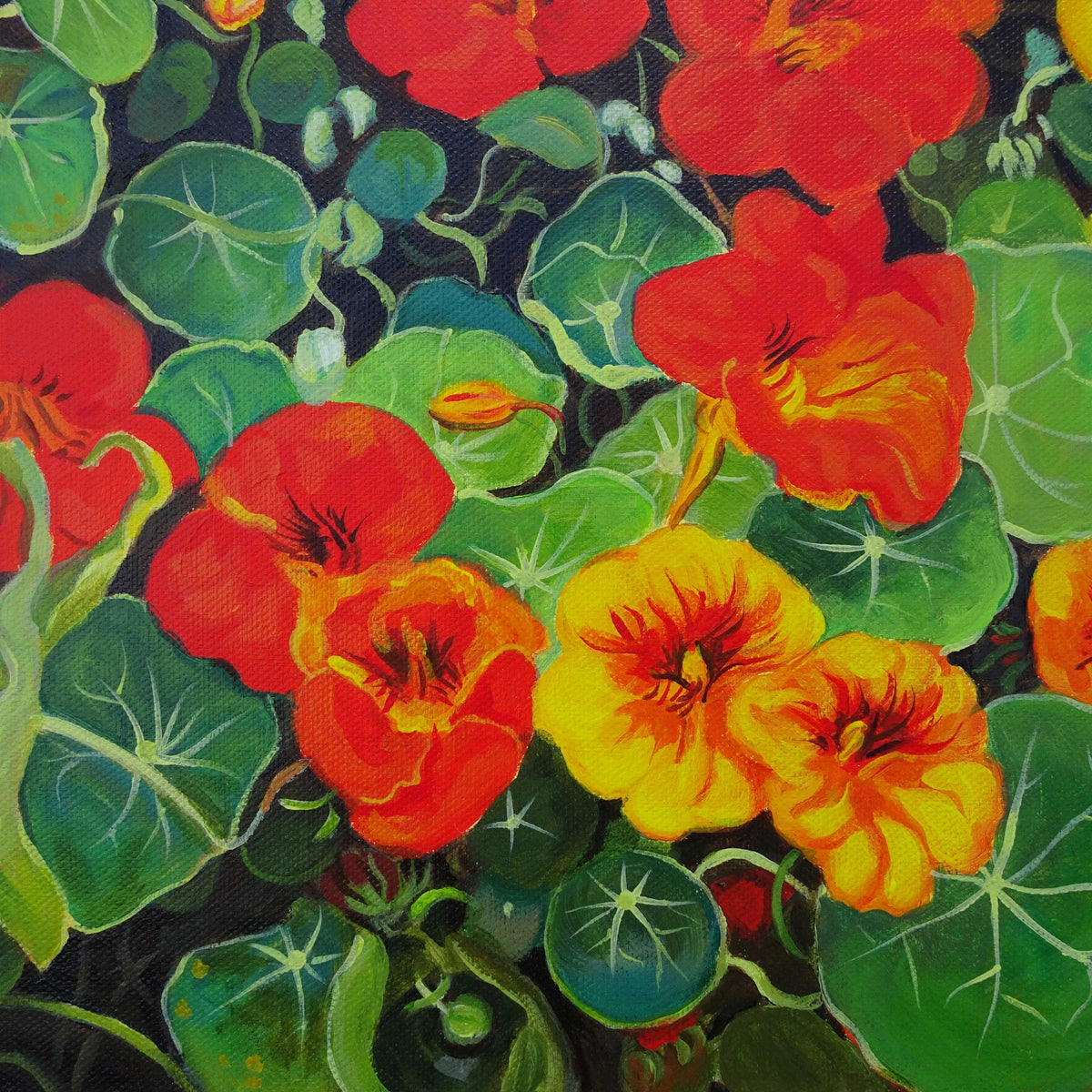 69164a62e1b8ea140711df10_nasturtiums-detail_1792307724938.jpg