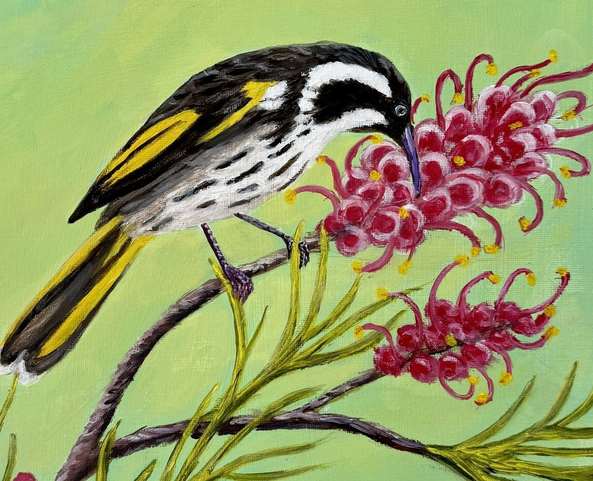 69164a62e1b8ea140711df10_new-holland-honeyeater-4-cropped_1791797184593.jpg