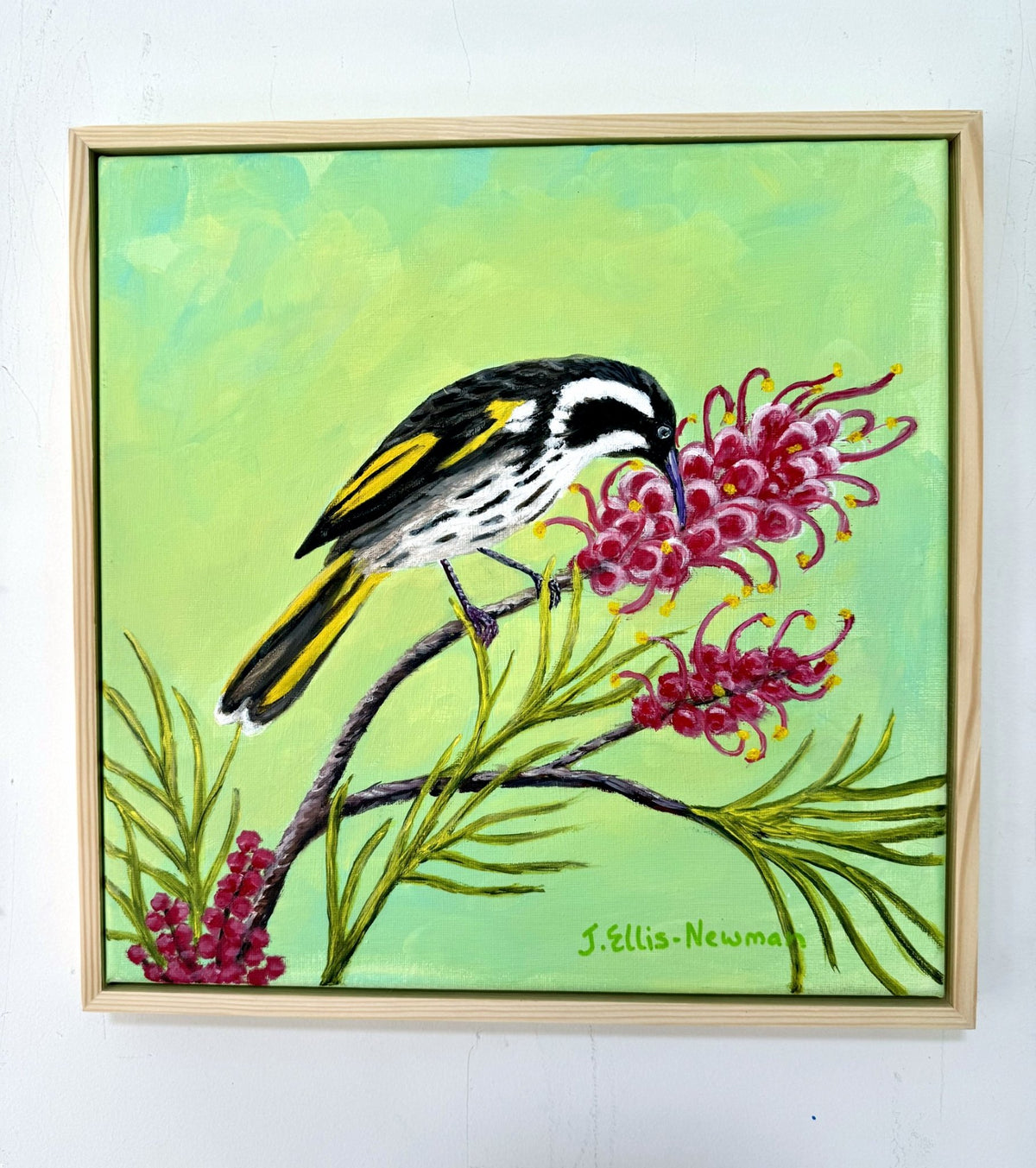 69164a62e1b8ea140711df10_new-holland-honeyeater-4-hanging_1791797163061.jpg