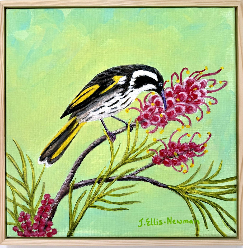 69164a62e1b8ea140711df10_new-holland-honeyeater-4_1791797163061.jpg