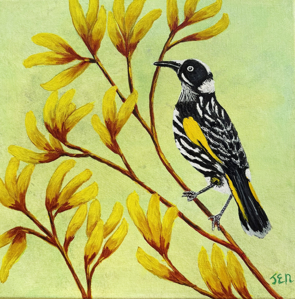 69164a62e1b8ea140711df10_new-holland-honeyeater_1780567746646.jpg