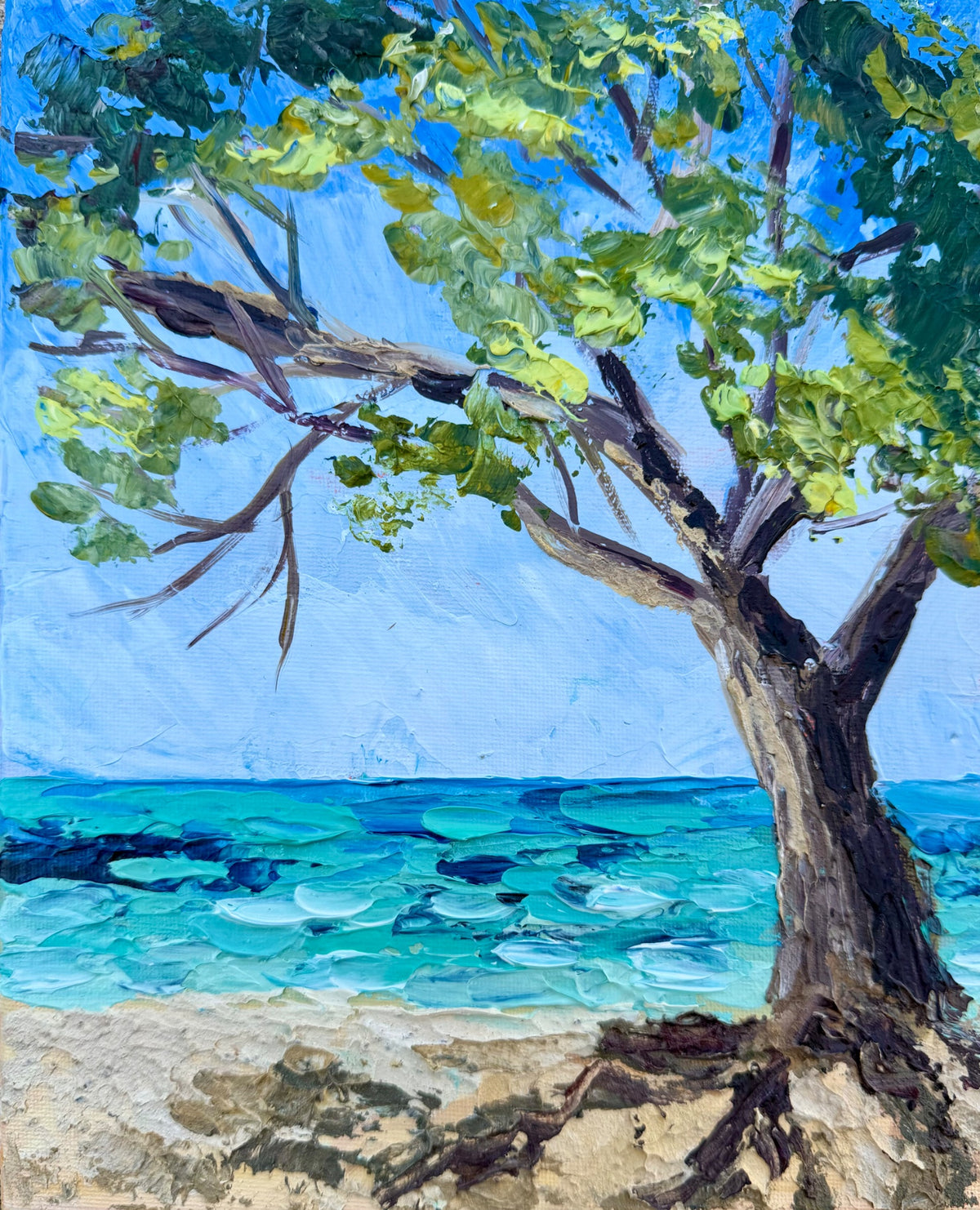69164a62e1b8ea140711df10_no.5-heron-island-beech-tree_1789521976119.jpeg