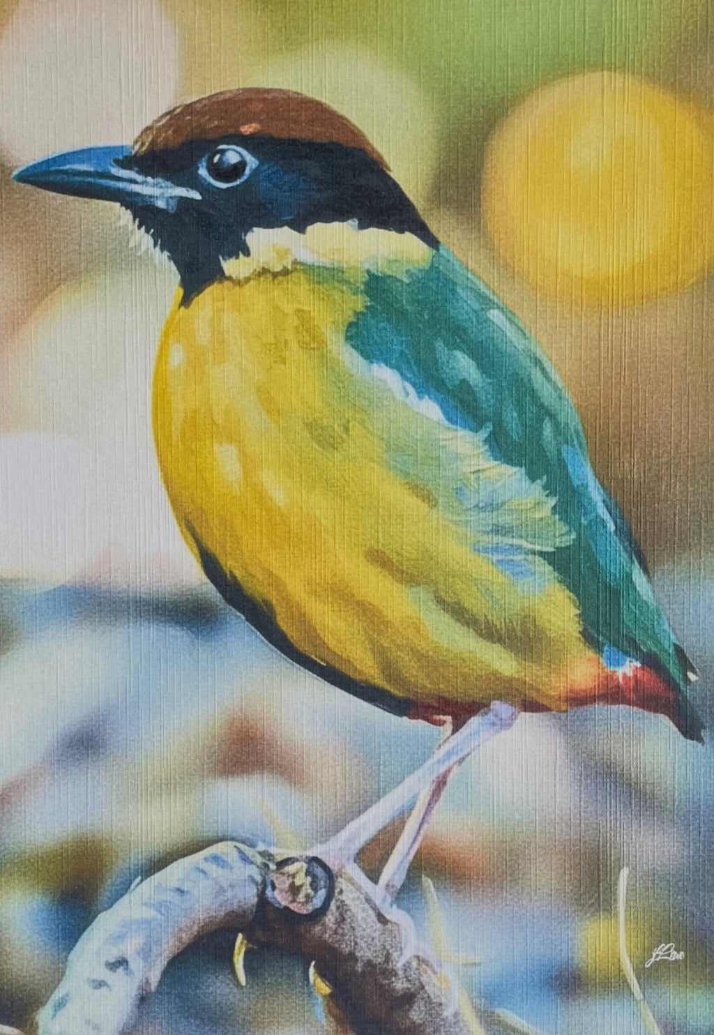 69164a62e1b8ea140711df10_noisy-pitta-coahd-by-jflowe_1782879217149.jpg