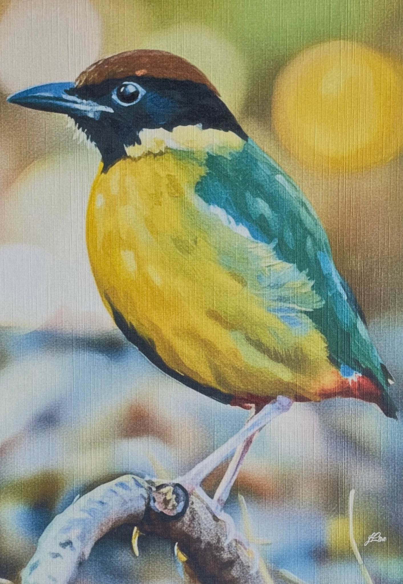 69164a62e1b8ea140711df10_noisy-pitta-coahd-by-jflowe_1782879217149.jpg