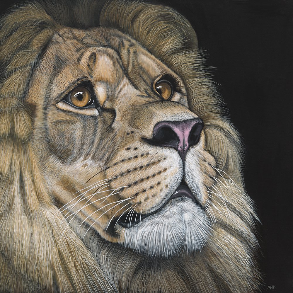 69164a62e1b8ea140711df10_pd-ambloor-lion-910x910srgbweb_1774674673382.jpg