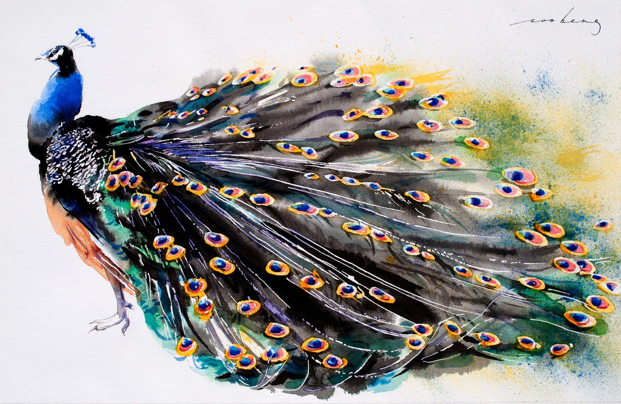 69164a62e1b8ea140711df10_peacock-splendour_1774906791448.jpg