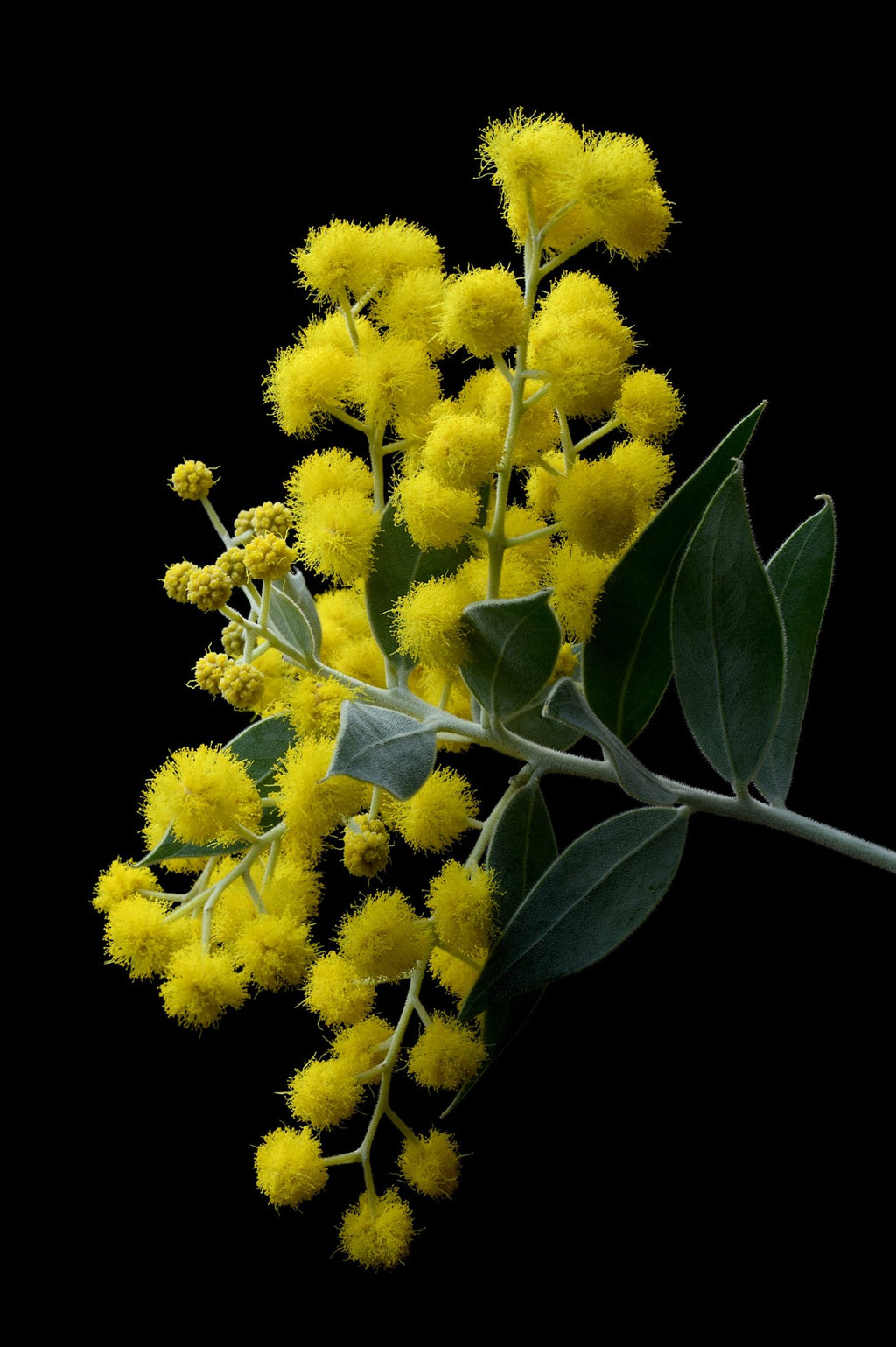 69164a62e1b8ea140711df10_pearl-acacia-yellow-wattle-print-australian-nature-wall-art-still-life-photography-by-nadia-culph_1782614162311.jpg