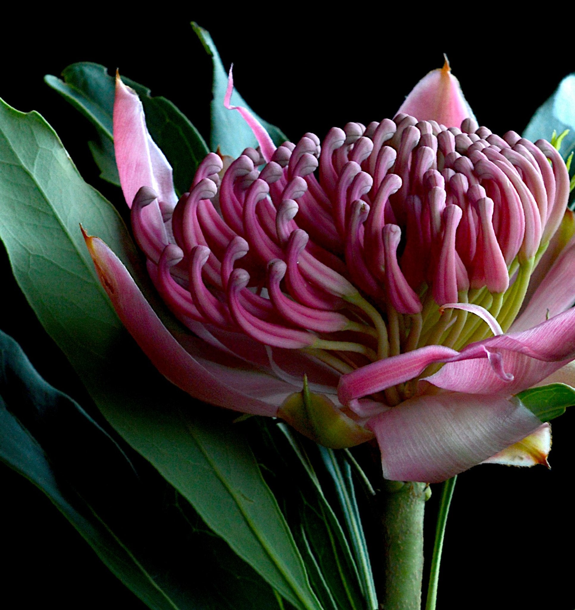 69164a62e1b8ea140711df10_pink-waratah-australian-flower-artwork-floral-wall-art-photography-print-by-nadia-culph-crop_1779692612558.jpg
