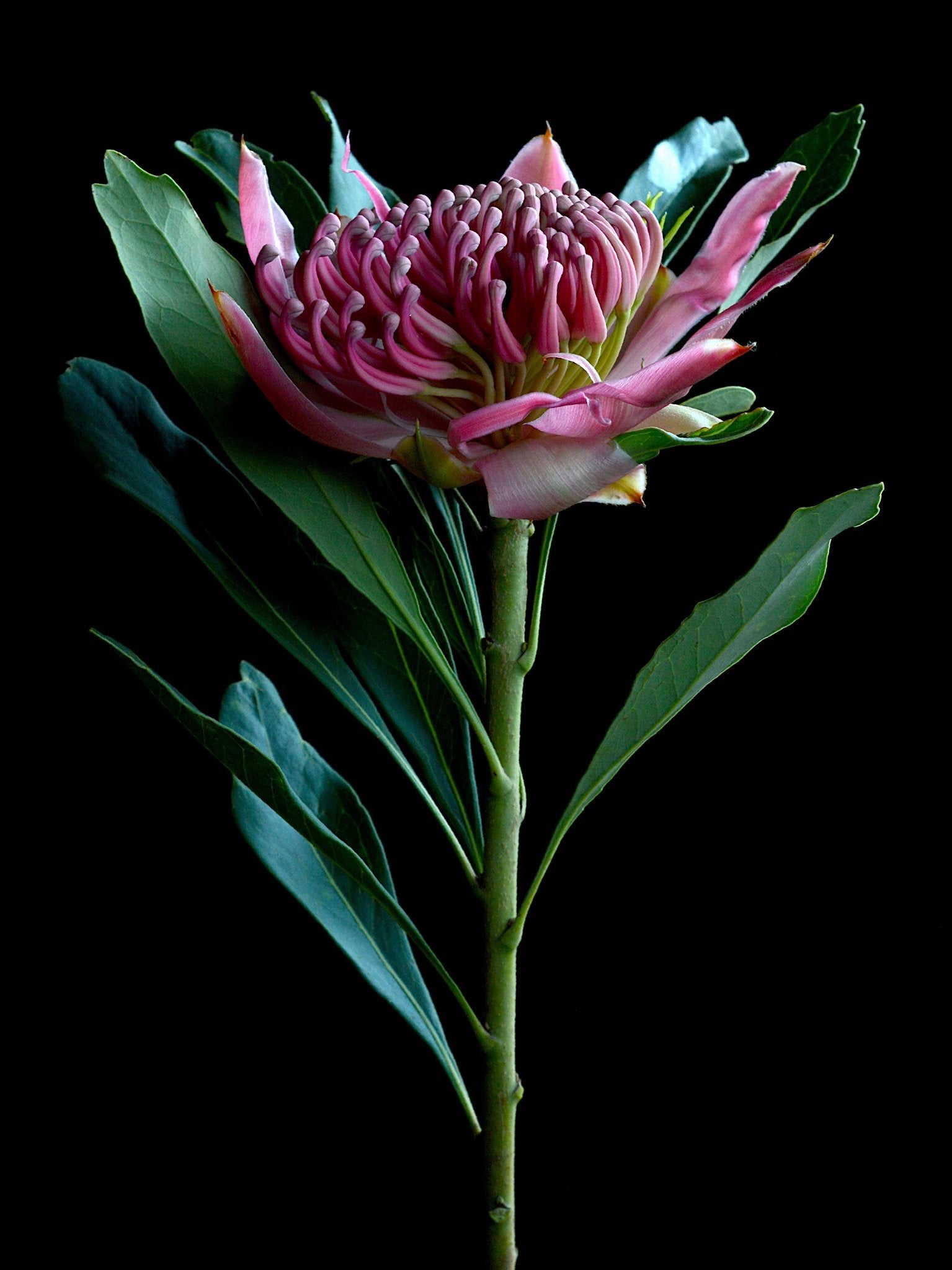 69164a62e1b8ea140711df10_pink-waratah-australian-flower-artwork-floral-wall-art-photography-print-by-nadia-culph_1779692612559.jpg