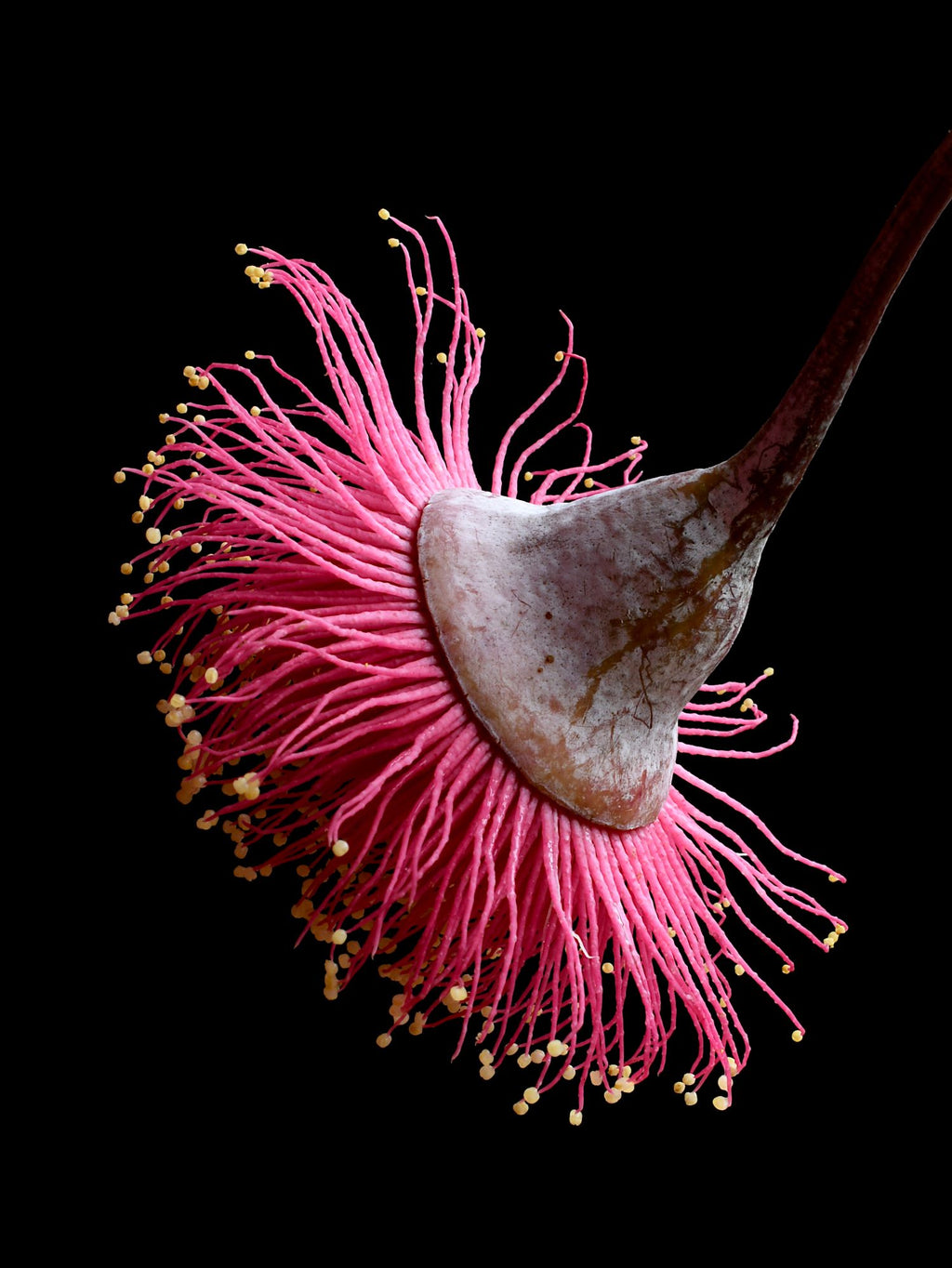 69164a62e1b8ea140711df10_princess-blossom-australian-flower-print-pink-and-black-botanical-wall-art-photography-by-nadia-culph_1782017518918.jpg