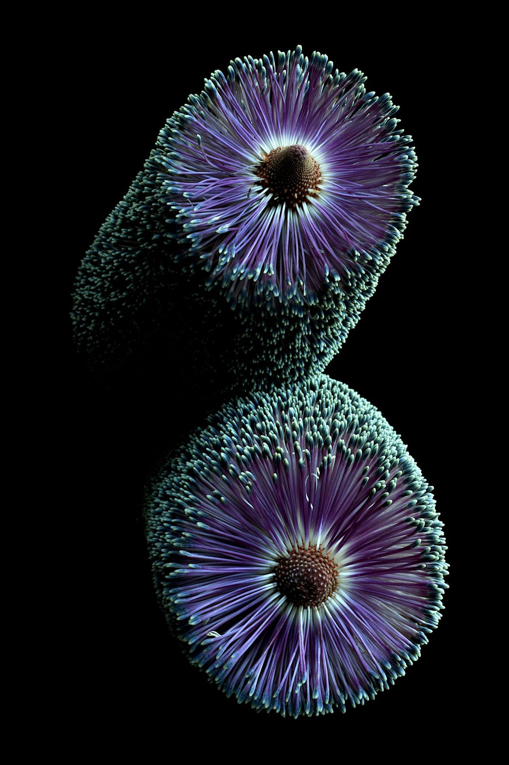 69164a62e1b8ea140711df10_purple-paramour-banksia-print-dark-botanical-wall-art-floswer-still-life-photography-by-nadia-culph_1789280147121.jpg