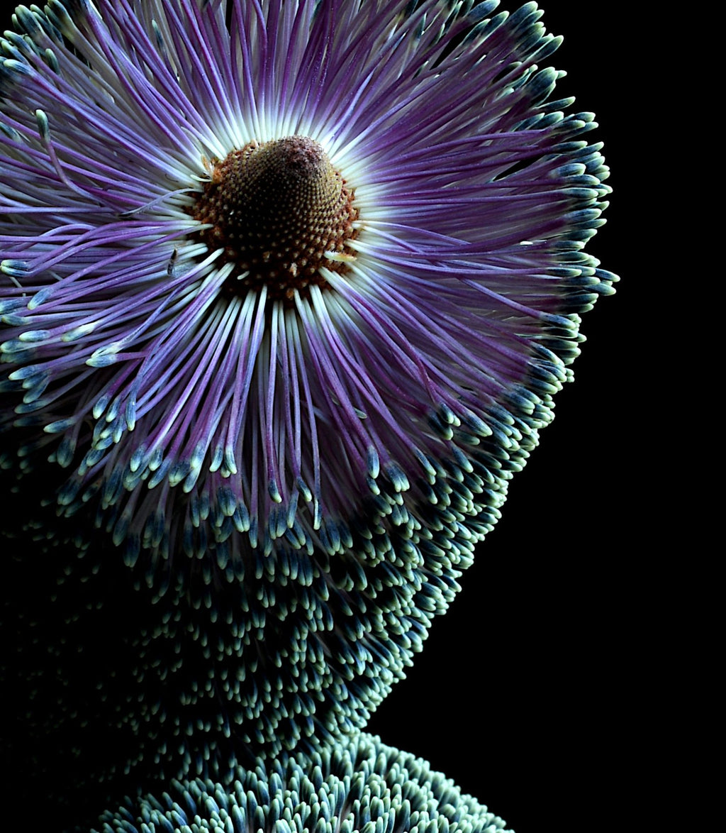 69164a62e1b8ea140711df10_purpleparamourbanksiacrop_1789280147120.jpg