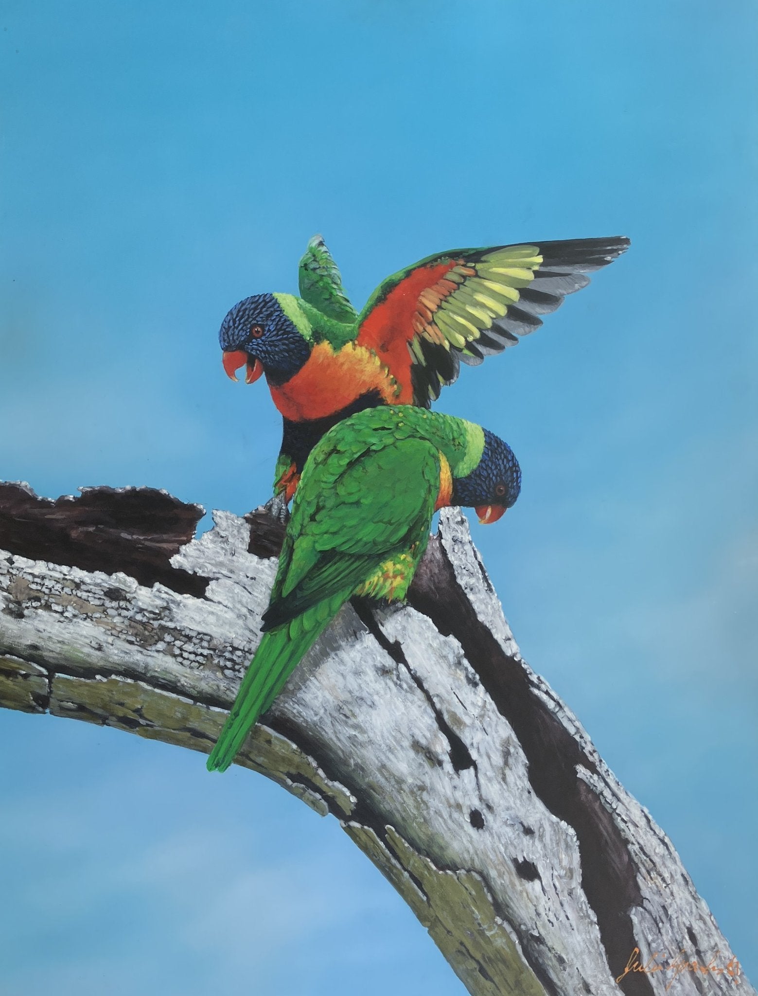 69164a62e1b8ea140711df10_rainbow-lorikeet-ii_1785637553487.jpg