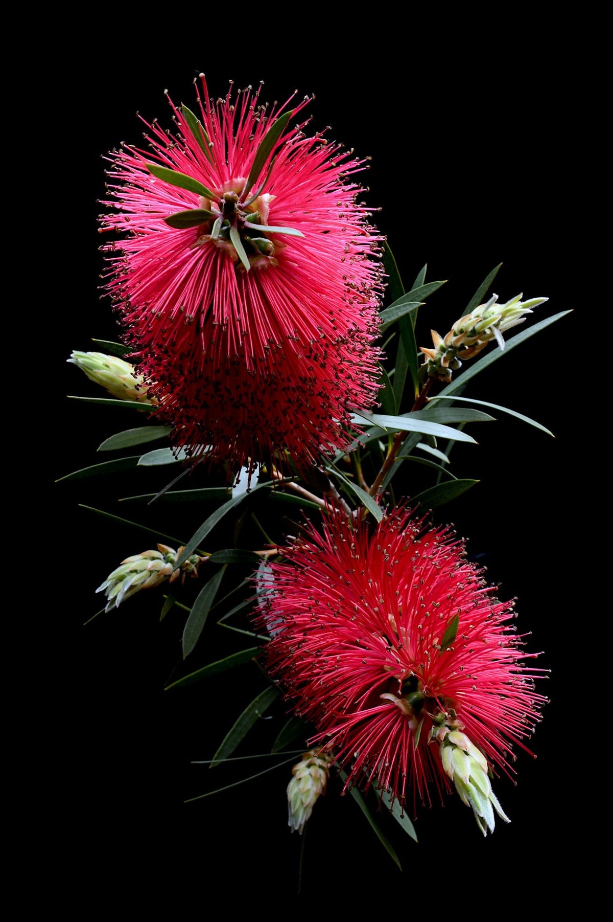 69164a62e1b8ea140711df10_red-bottlebrush-print-australian-nature-artwork-dark-botanical-wall-art-photography-by-nadia-culph_1789791777166.jpg