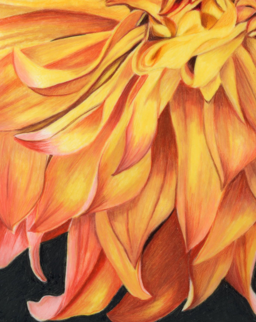 69164a62e1b8ea140711df10_scanned-dahlia-close-up_1774298632613.jpeg