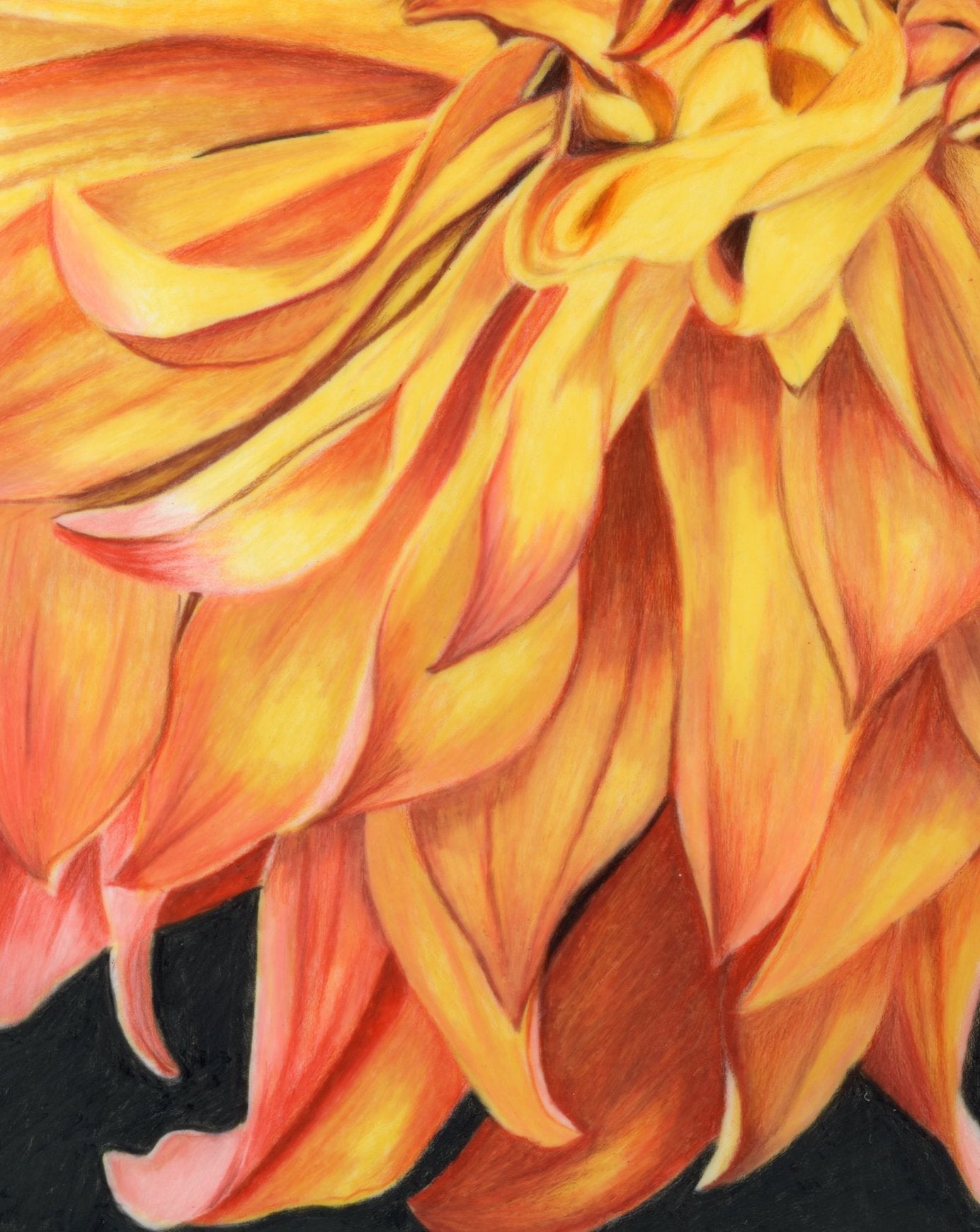 69164a62e1b8ea140711df10_scanned-dahlia-close-up_1774298632613.jpeg