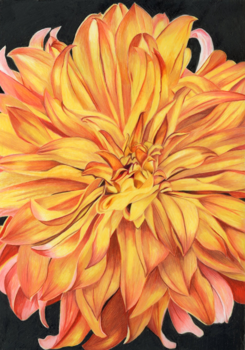 69164a62e1b8ea140711df10_scanned-dahlia_1774298620997.jpg