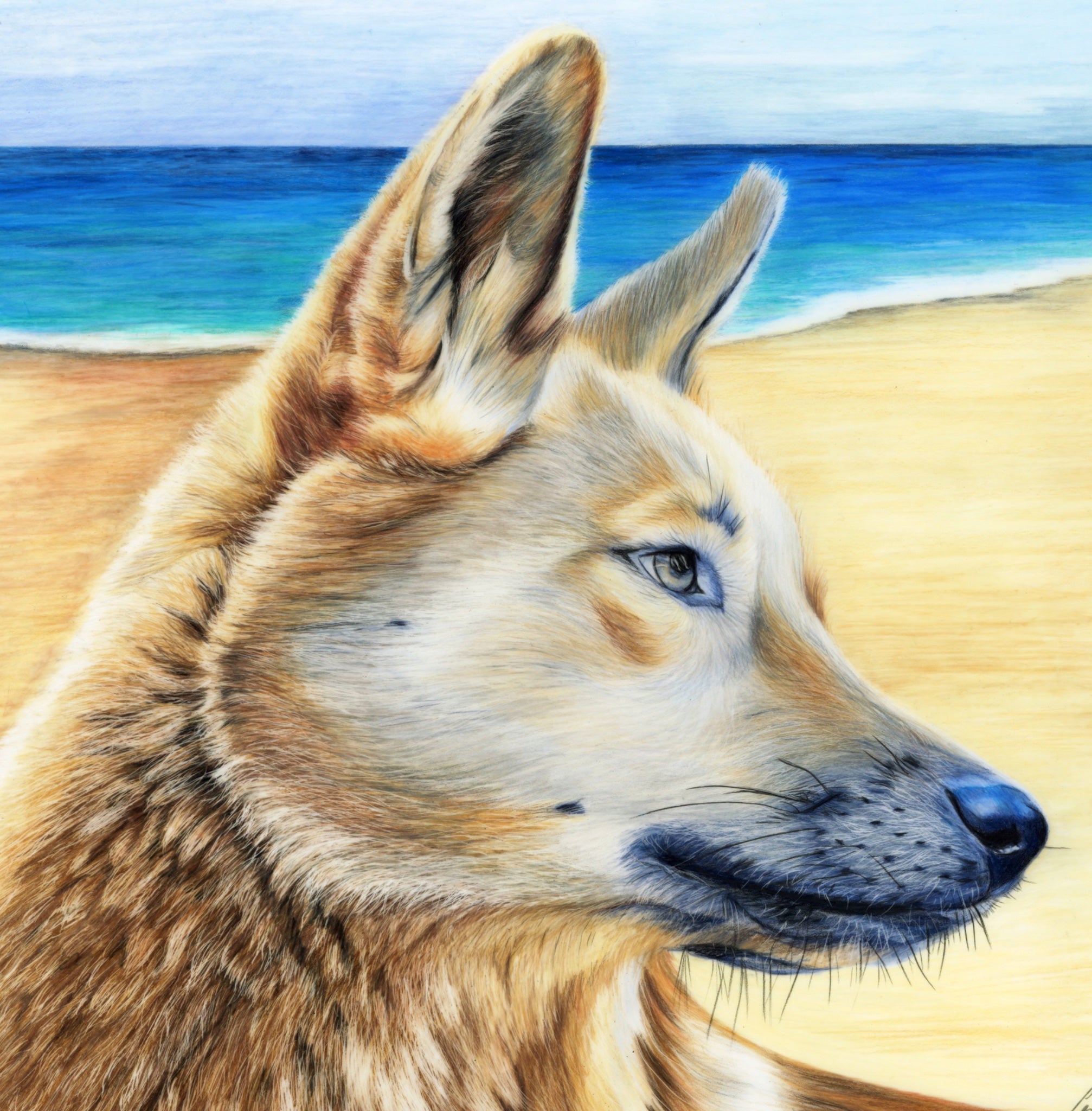 69164a62e1b8ea140711df10_scanned-dingo-close-up_1788602167806.jpeg