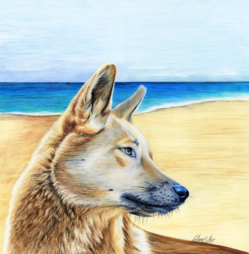 69164a62e1b8ea140711df10_scanned-dingo_1788602167805.jpg