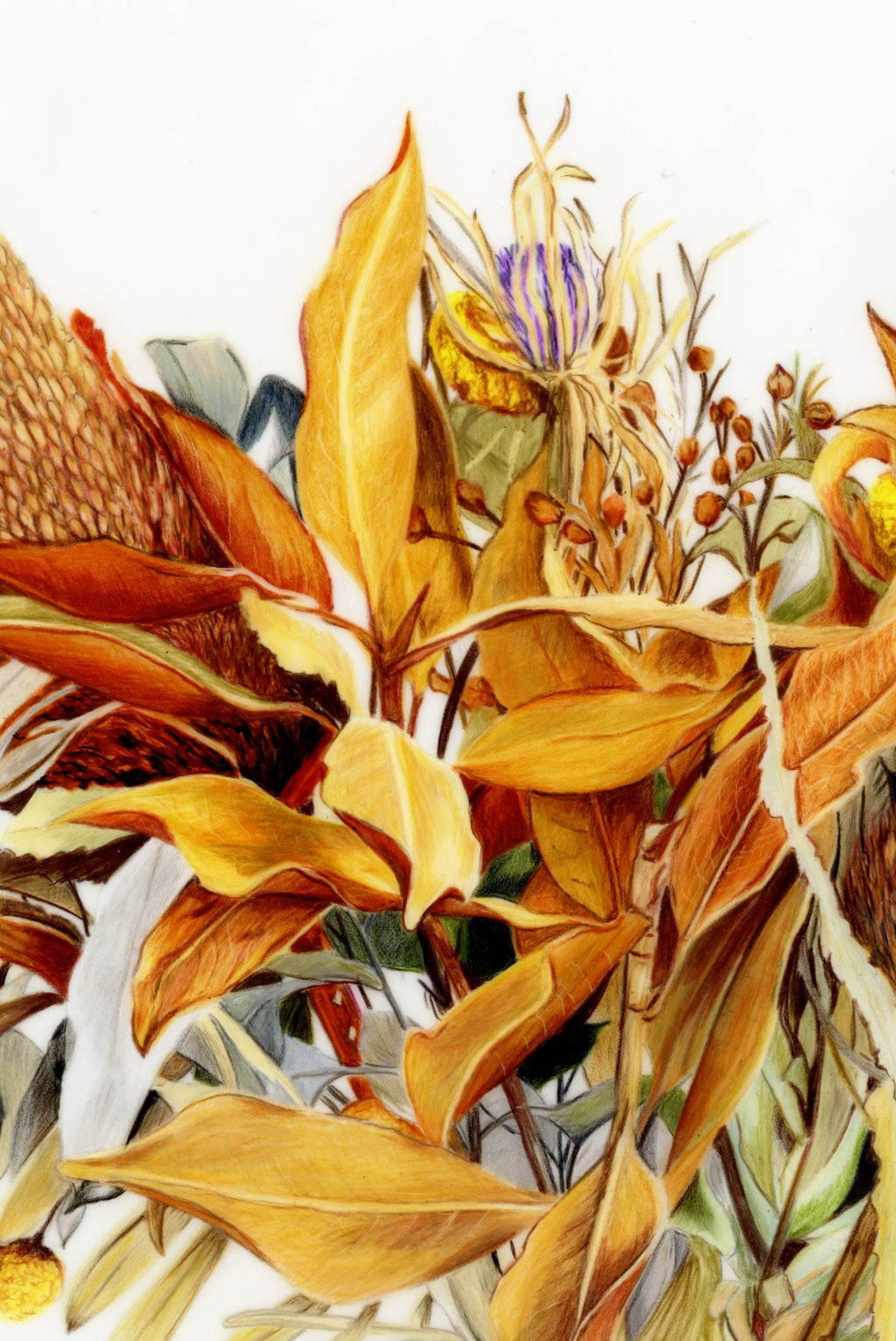 69164a62e1b8ea140711df10_scanned-dried-flowers-close-up_1790038588505.jpeg