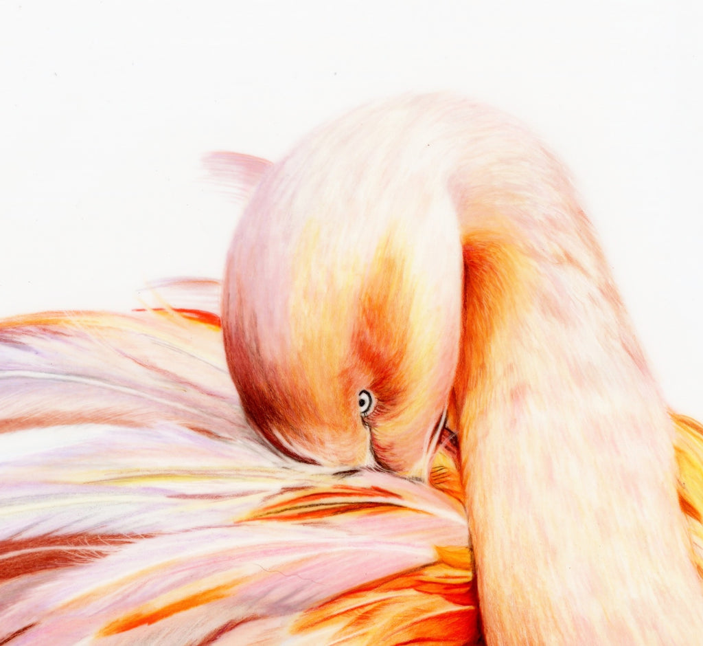 69164a62e1b8ea140711df10_scanned-fancy-pants-flamingo-no-2-close-up-_1773708662504.jpeg