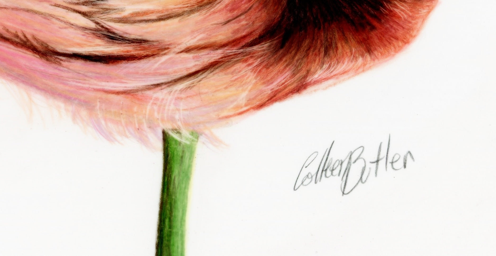 69164a62e1b8ea140711df10_scanned-fancy-pants-flamingo-no-2-signature_1773708664861.jpeg