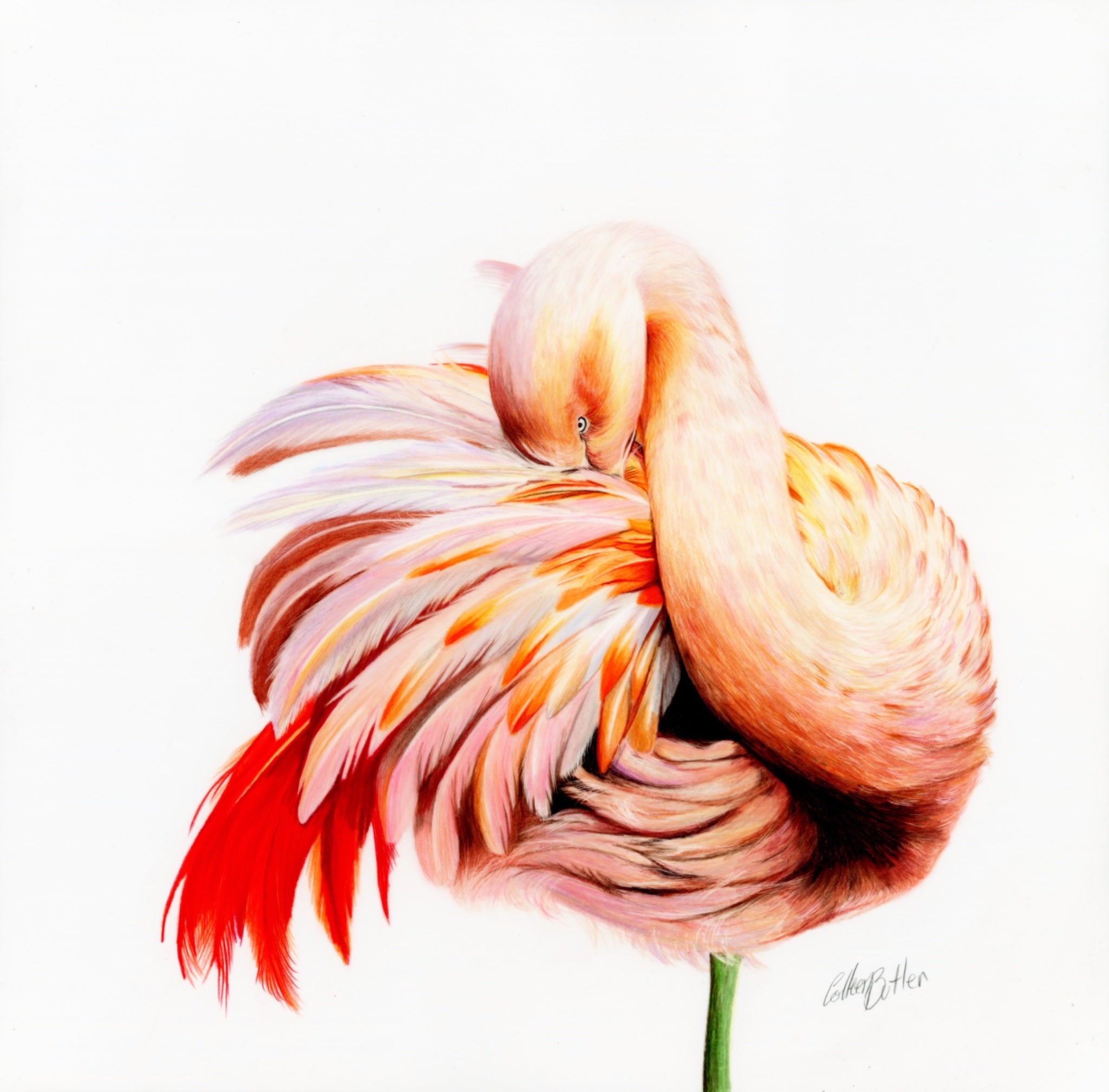 69164a62e1b8ea140711df10_scanned-fancy-pants-flamingo-no-2_1773708651186.jpg