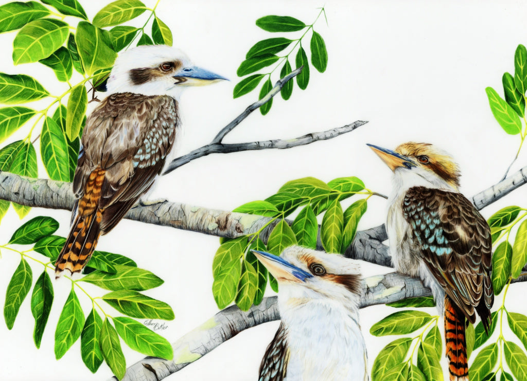 69164a62e1b8ea140711df10_scanned-kooka-s-in-my-tuckeroo_1782093410164.jpg