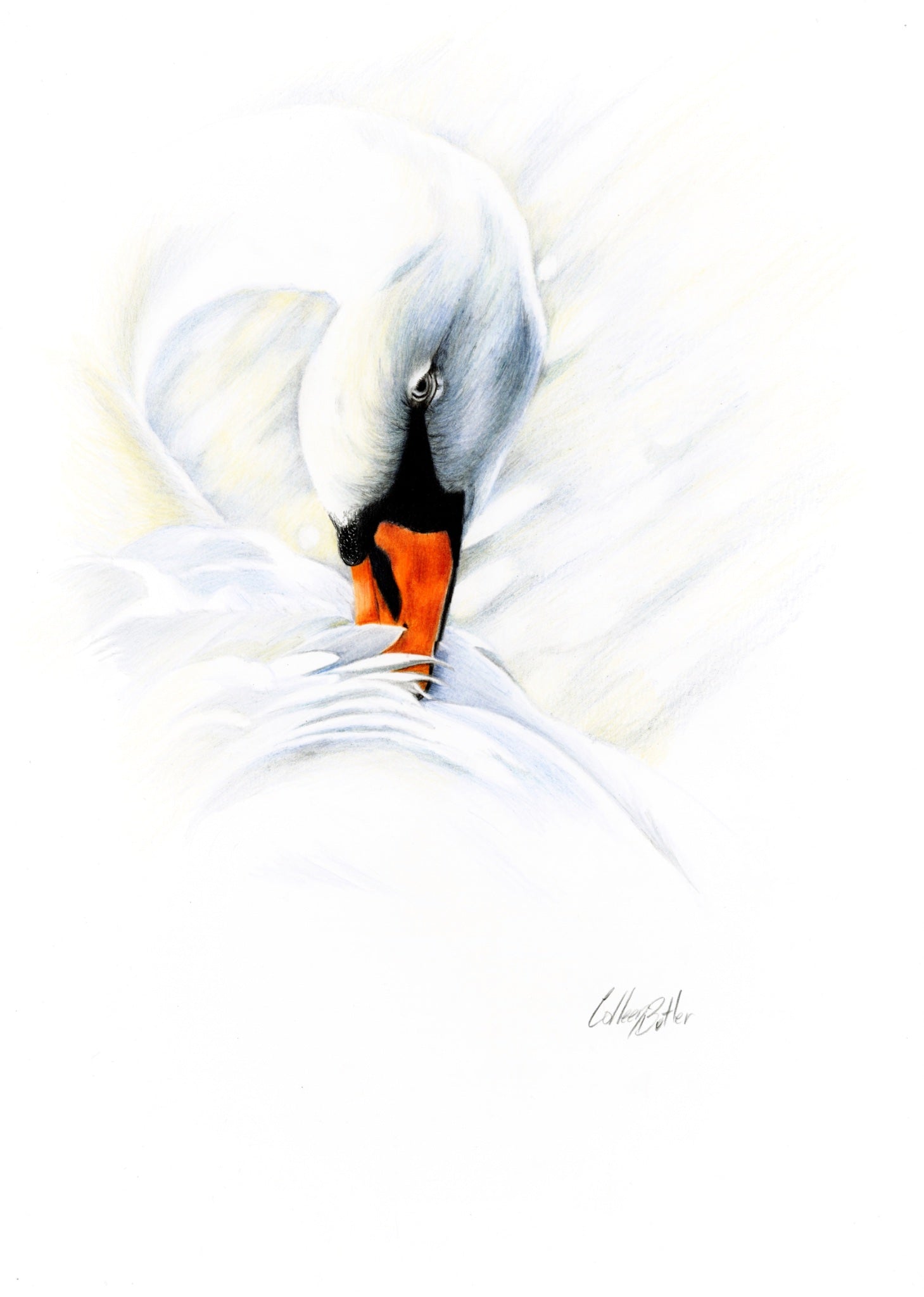 69164a62e1b8ea140711df10_scanned-mute-swan_1785279880493.jpg