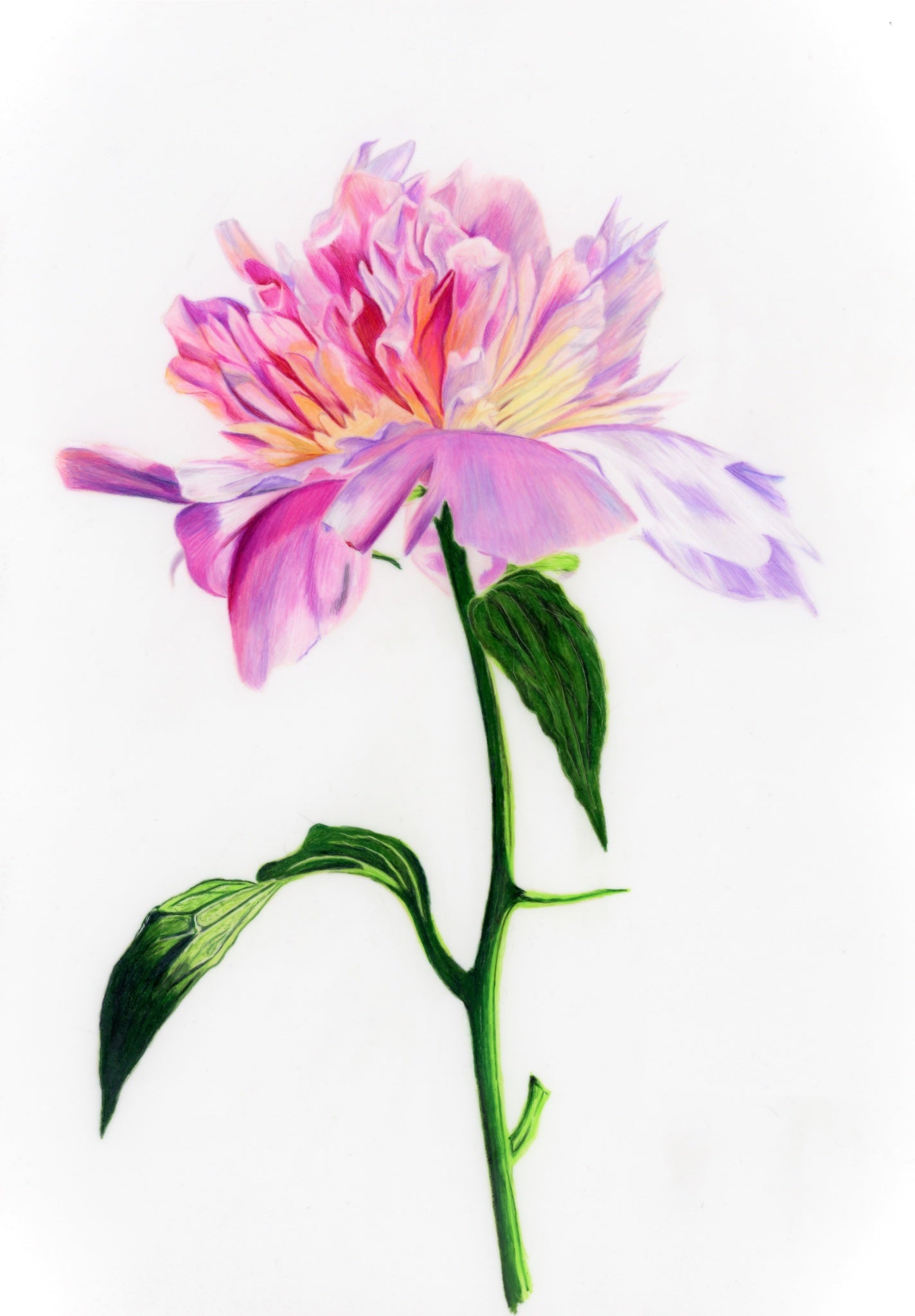 69164a62e1b8ea140711df10_scanned-peony_1783460826910.jpg