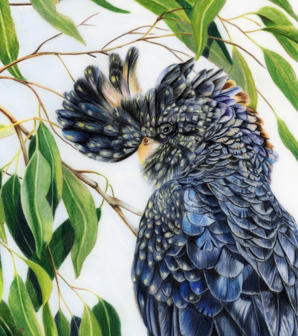 69164a62e1b8ea140711df10_scanned-redtailed-black-cockatoo-close-up_1772517408079.jpeg