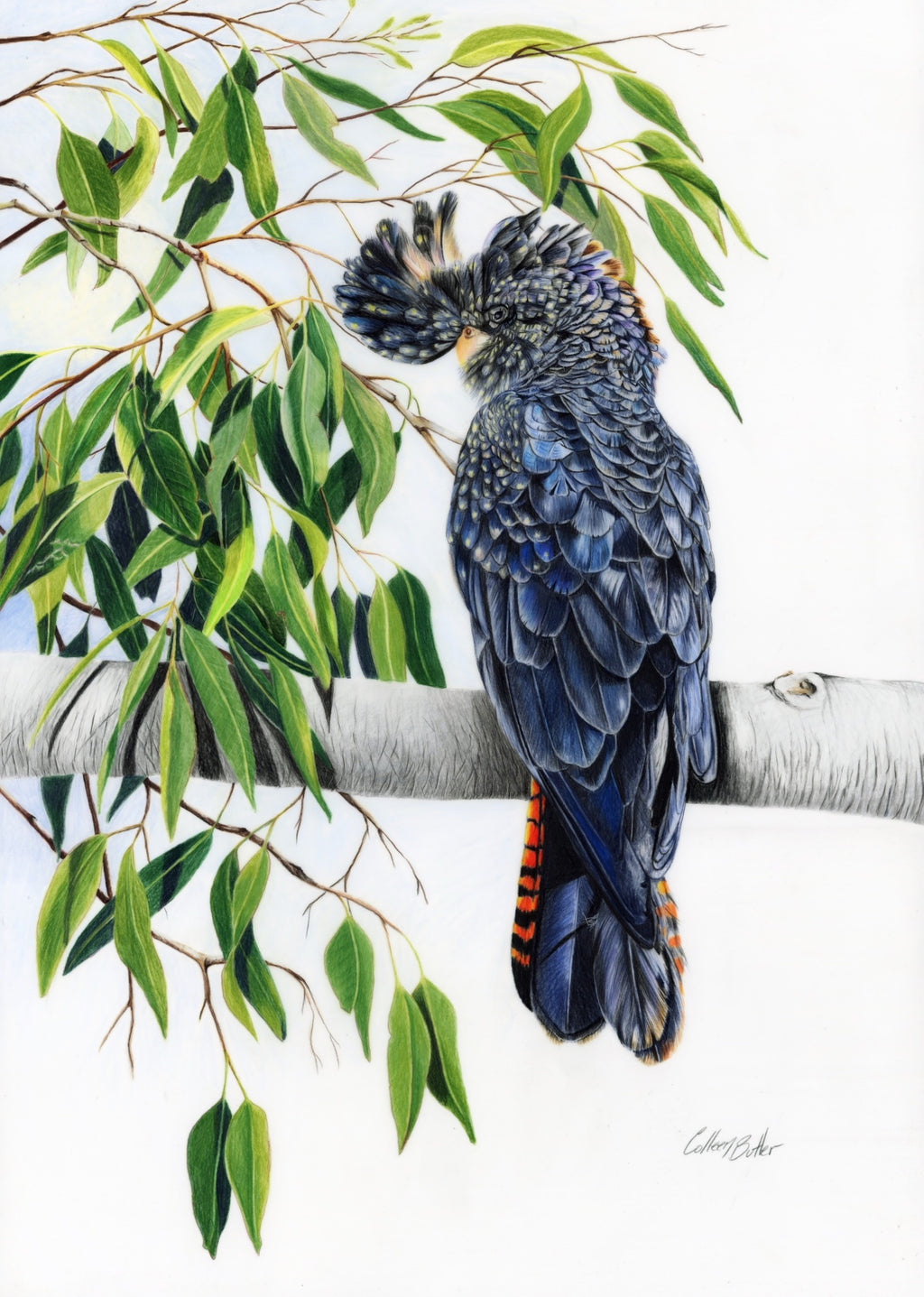69164a62e1b8ea140711df10_scanned-redtailed-black-cockatoo_1772517400958.jpg