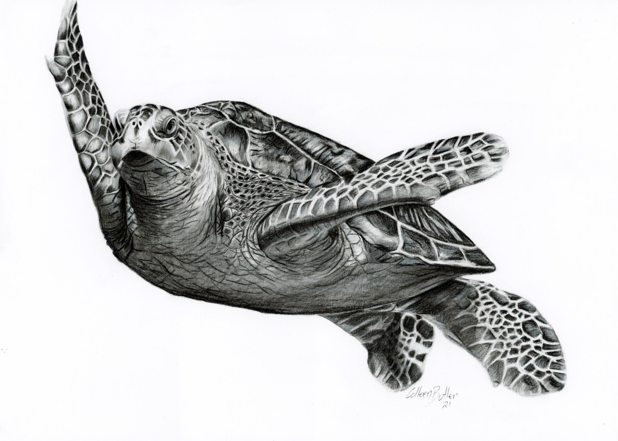69164a62e1b8ea140711df10_scanned-sea-turtle-monochrome_1772234502287.jpg