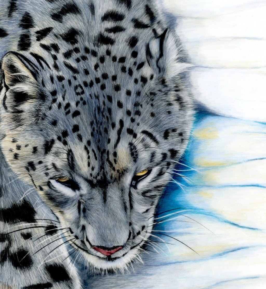 69164a62e1b8ea140711df10_scanned-snow-leopard-creeping-close-up_1777263520106.jpeg