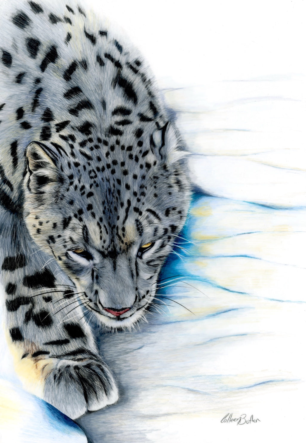 69164a62e1b8ea140711df10_scanned-snow-leopard-creeping_1777263516094.jpg